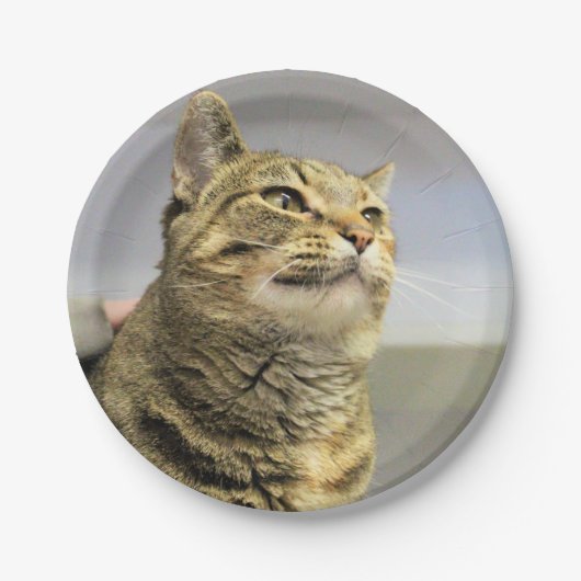 Katze Pappteller (Vorderseite)