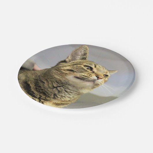 Katze Pappteller (Schrägansicht)