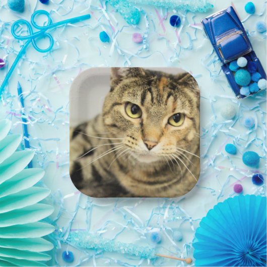 Katze Pappteller (Party)