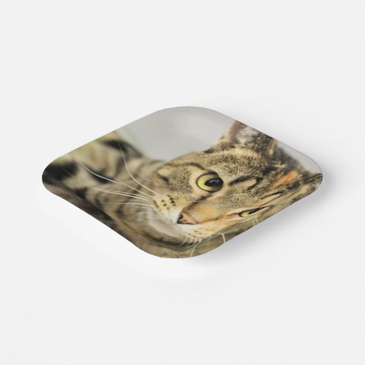 Katze Pappteller (Gewinkelt)