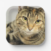 Katze Pappteller (Vorderseite)