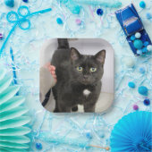 Katze Pappteller (Party)