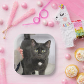 Katze Pappteller (Party)