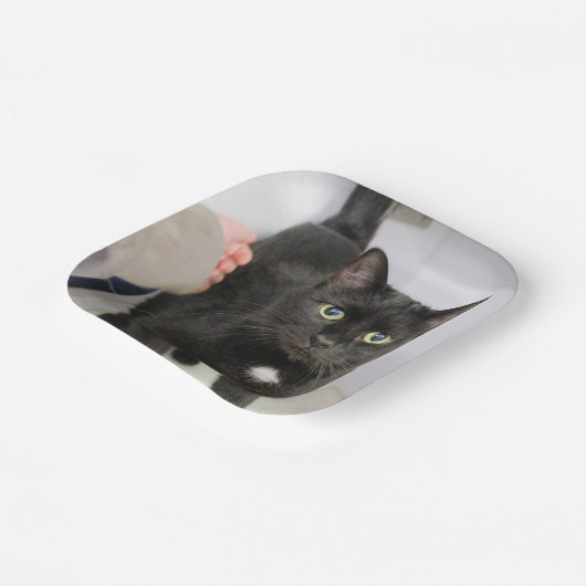 Katze Pappteller (Gewinkelt)