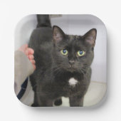 Katze Pappteller (Vorderseite)