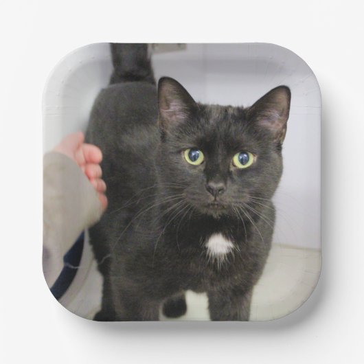 Katze Pappteller (Vorderseite)