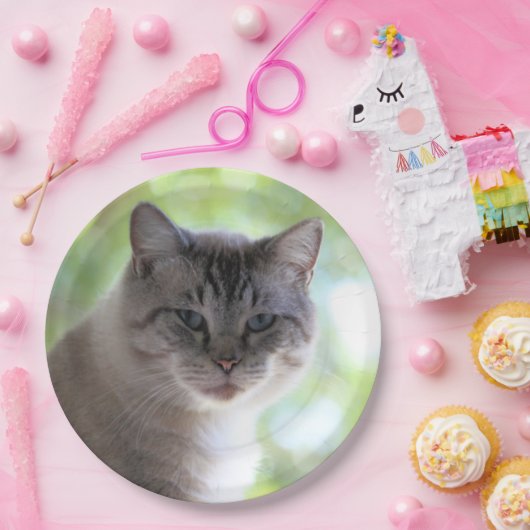 Katze Pappteller (Party)