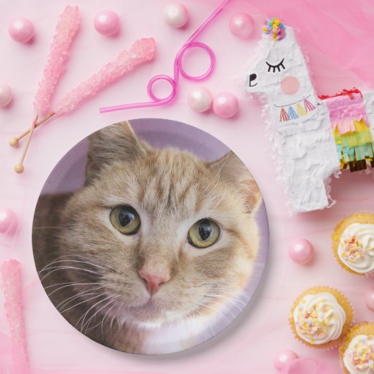 Katze Pappteller (Party)