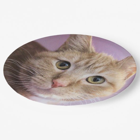 Katze Pappteller (Schrägansicht)