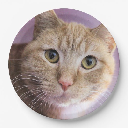 Katze Pappteller (Vorderseite)