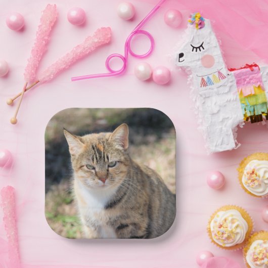 Katze Pappteller (Party)
