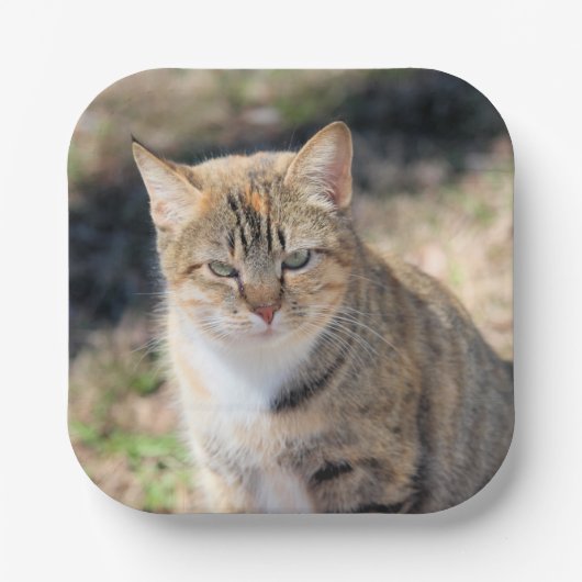 Katze Pappteller (Vorderseite)