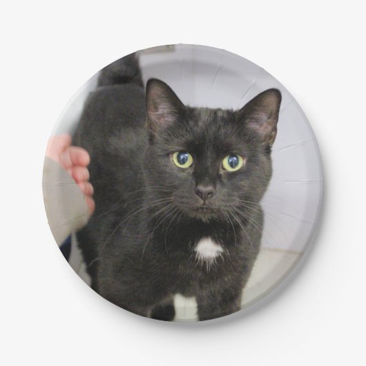 Katze Pappteller (Vorderseite)