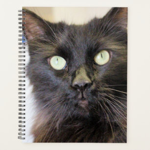 Katze Planer