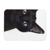 Katze, Portrait von Gus Magnet (Horizontal)