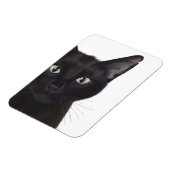 Katze, Portrait von Gus Magnet (Linke Seite)