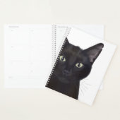 Katze, Portrait von Gus Planer (Anzeige)