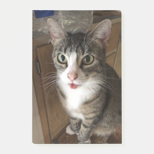 Katze Post-it Klebezettel (Vorderseite)