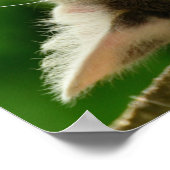 Katze Poster (Ecke)