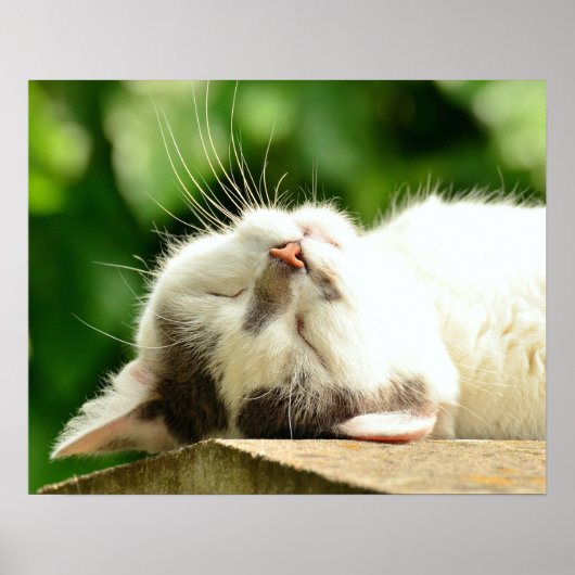 Katze Poster (Vorne)