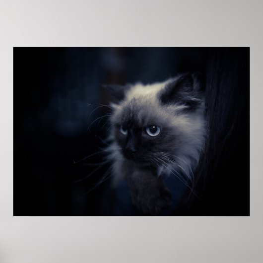Katze Poster (Vorne)