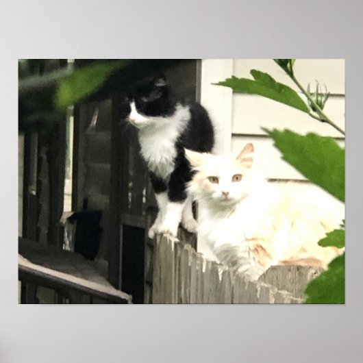 Katze Poster (Vorne)