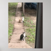 Katze Poster (Vorne)