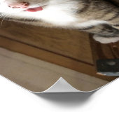 Katze Poster (Ecke)