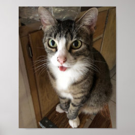 Katze Poster
