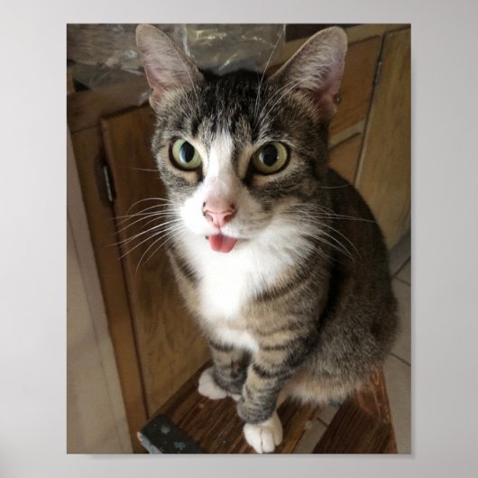Katze Poster (Vorne)