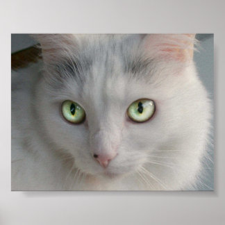Katze Poster