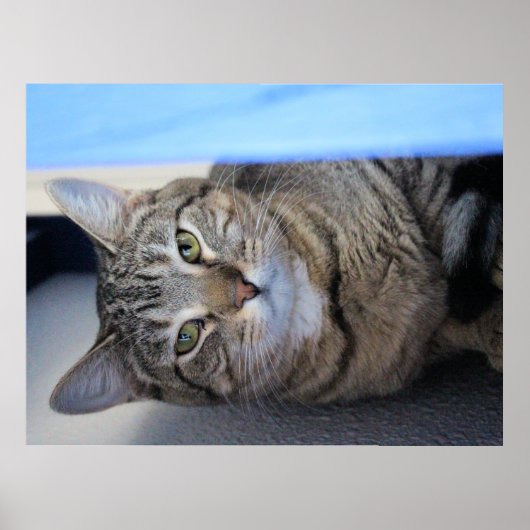 Katze Poster (Vorne)