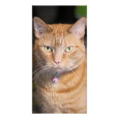 Katze Poster (Vorderseite)