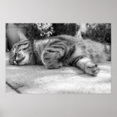 Katze Poster (Vorne)