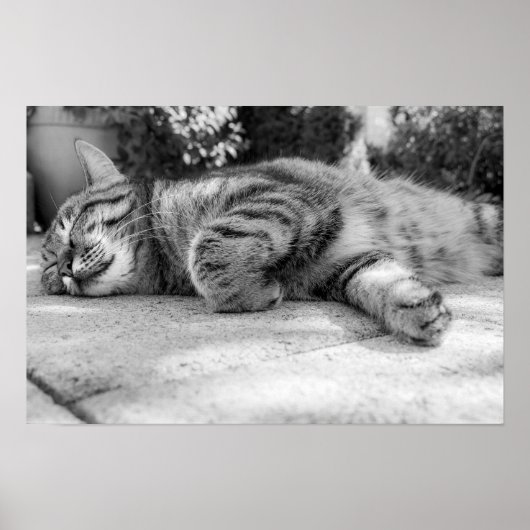 Katze Poster (Vorne)