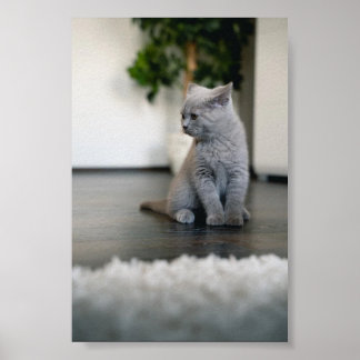 Katze Poster