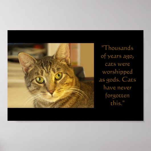 Katze Poster (Vorne)