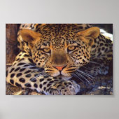 Katze Poster (Vorne)