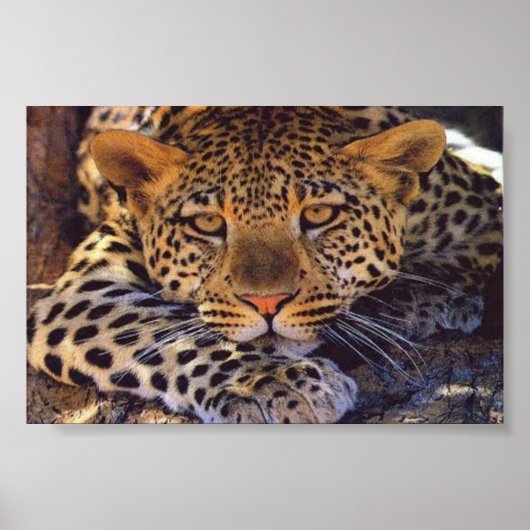 Katze Poster (Vorne)