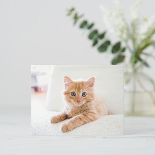 Katze Postkarte (Stehend Vorderseite)