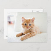 Katze Postkarte (Vorne/Hinten)