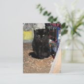 Katze Postkarte (Stehend Vorderseite)