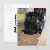Katze Postkarte (Vorne/Hinten)
