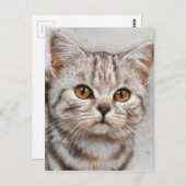 Katze Postkarte (Vorne/Hinten)