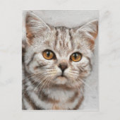 Katze Postkarte (Vorderseite)