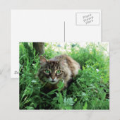 Katze Postkarte (Vorne/Hinten)