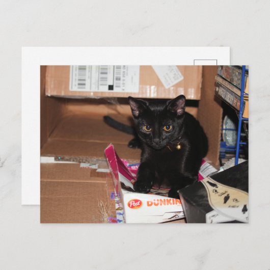 Katze Postkarte (Vorne/Hinten)