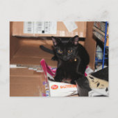 Katze Postkarte (Vorderseite)