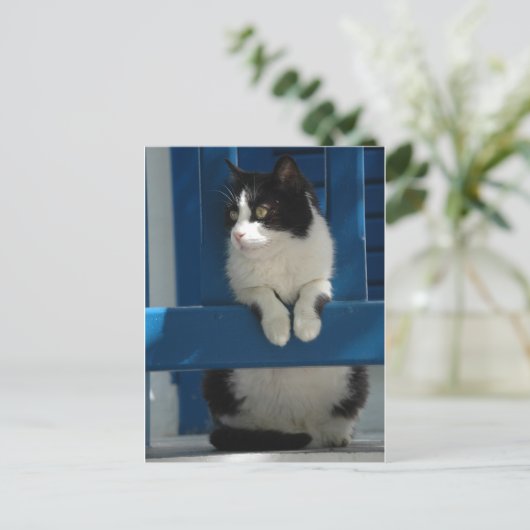 Katze Postkarte (Stehend Vorderseite)