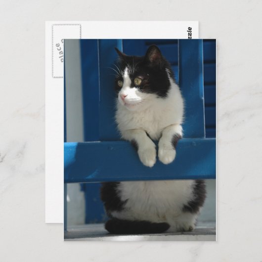 Katze Postkarte (Vorne/Hinten)